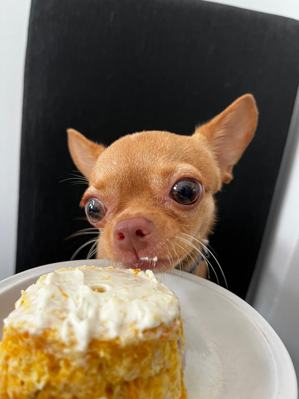 Lorenzo con bandana azul detrás de una torta de cumpleaños casera con vela dorada