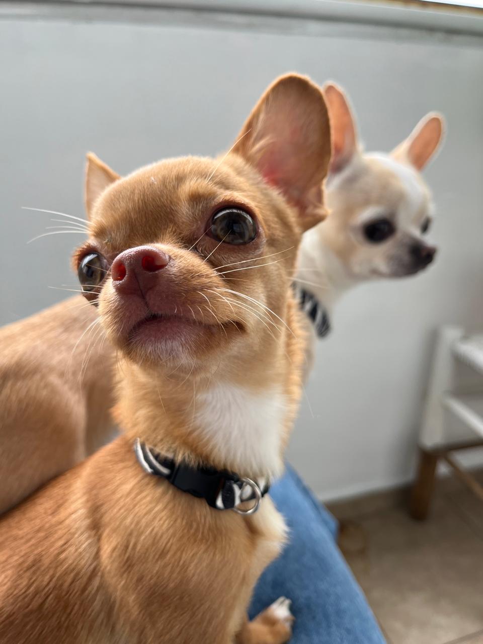 Manos sosteniendo a un chihuahua cachorro en el momento de elegir adopción responsable