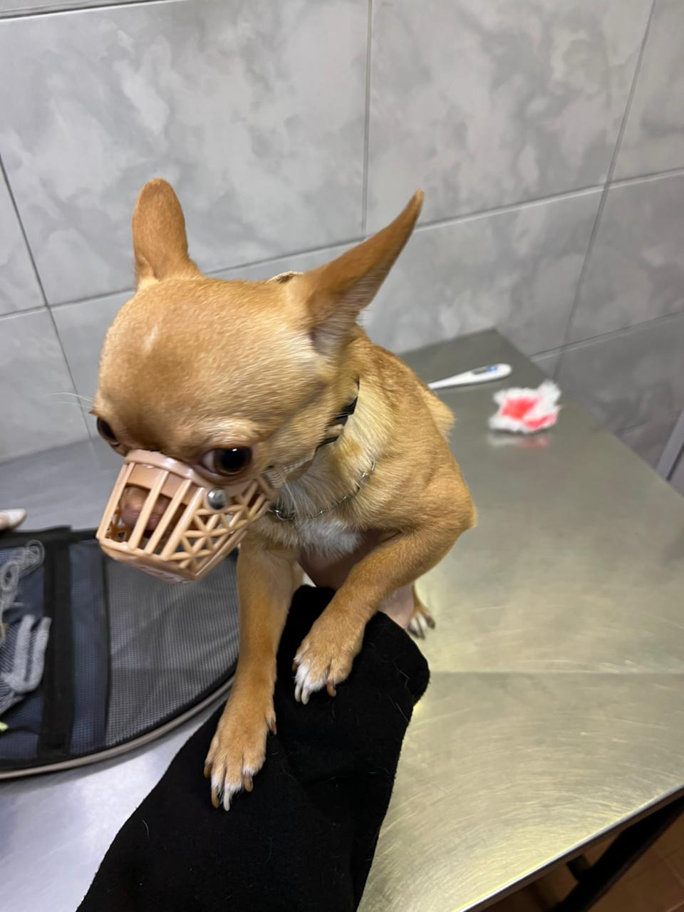 Lorenzo Pablito con bozal de paseo sentado sobre una manta naranja