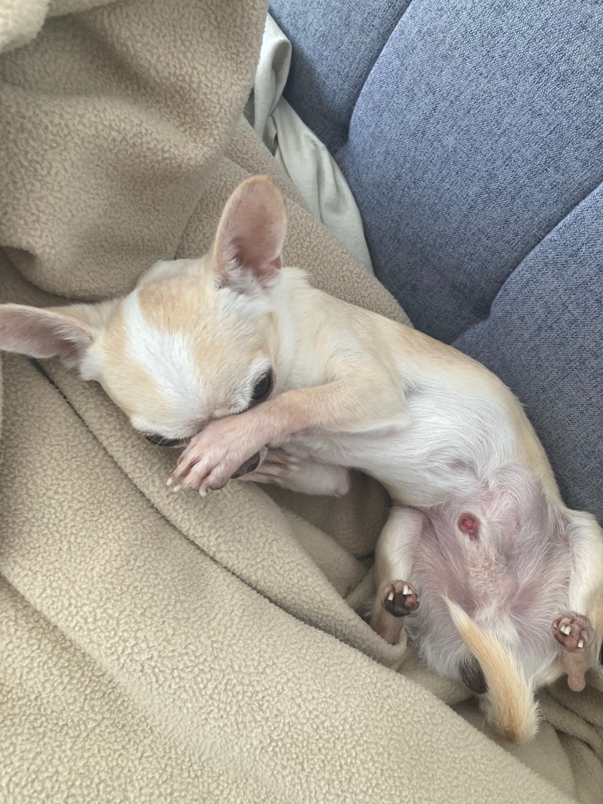 Romeo Carlitos jugando y cubriéndose con una manta en la cama