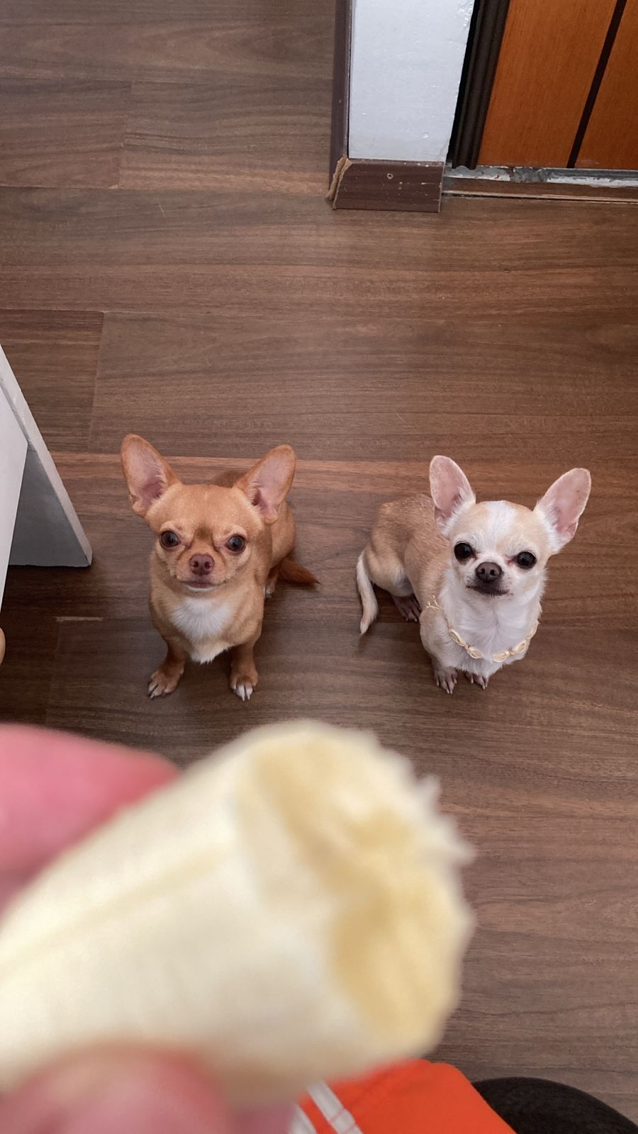 Lorenzo mirando fijamente una banana con ojos de antojo, ejemplo de interés selectivo por la comida