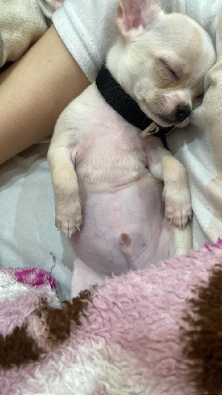 Romeo Carlitos, chihuahua cabeza de manzana, durmiendo en la pose típica que favorece ronquidos