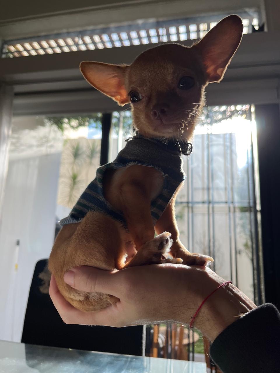 Belen sostiene a Lorenzo Pablito adulto en un parque soleado, mostrando su tamaño final
