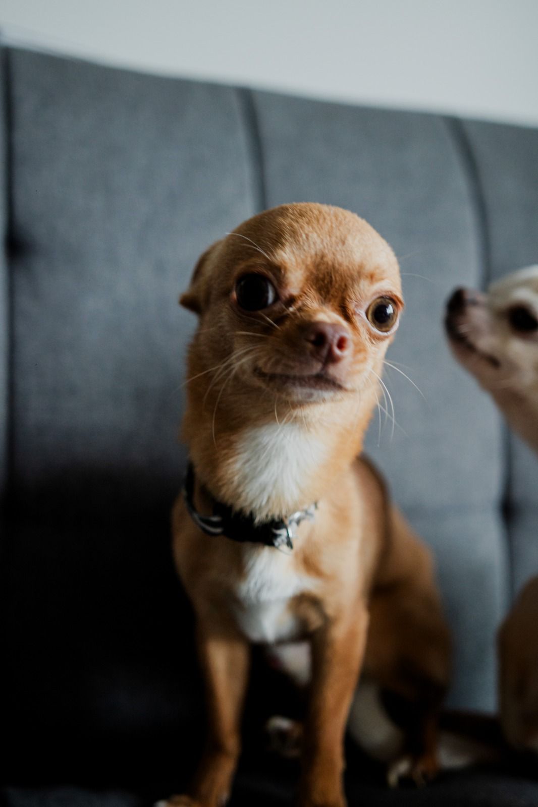 Lorenzo, chihuahua cabeza de venado color caramelo